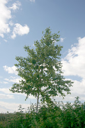 Similar image 971205