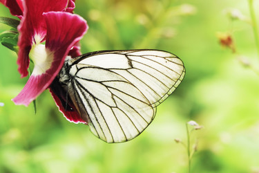 Similar image 971266