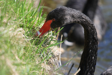 Similar image 971269