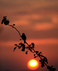 Similar image 971357