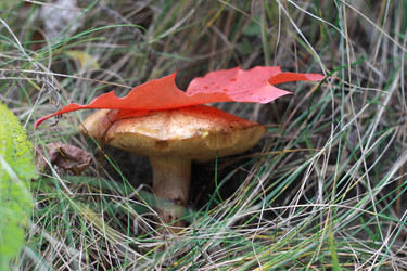 Similar image 971420