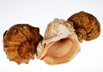 Similar image 971829