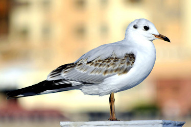 Similar image 971872