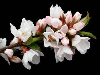 Similar image 973138