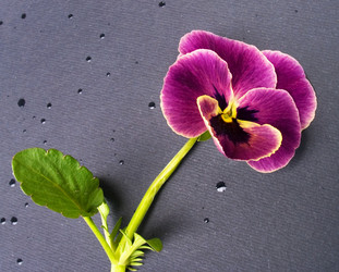 Similar image 973176