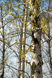 Similar image 973189