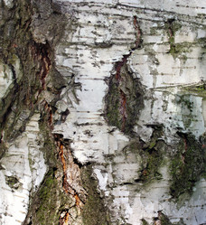 Similar image 973199