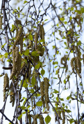 Similar image 973200