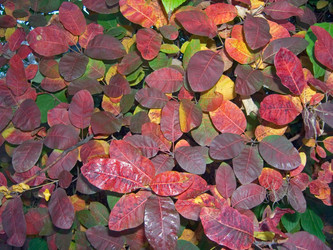 Similar image 973202