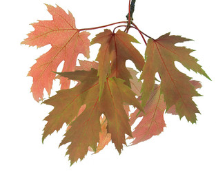 Similar image 973344