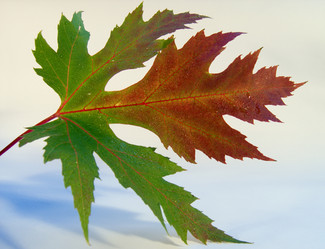 Similar image 973345