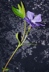 Similar image 973388