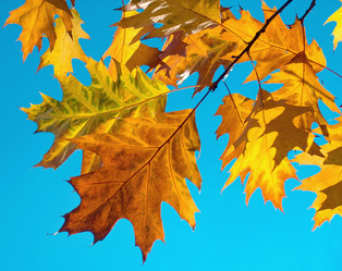 Similar image 973493