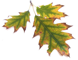 Similar image 973577