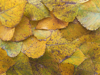 Similar image 973624