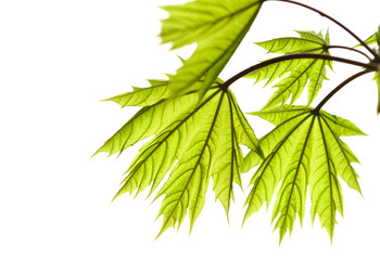 Similar image 974211