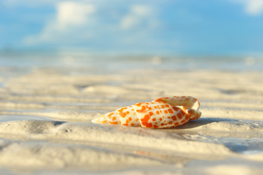 Similar image 974486