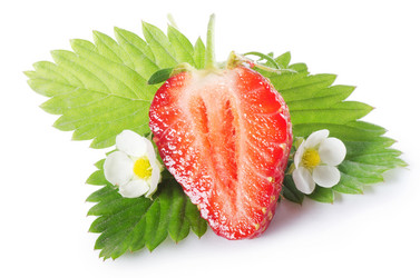 Similar image 974659