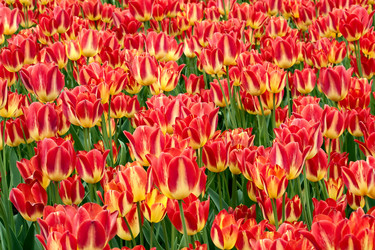 Similar image 974769