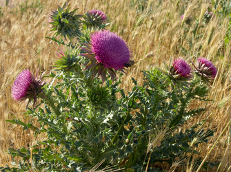 Similar image 974884