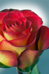 Similar image 975869