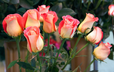 Similar image 975894