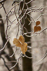 Similar image 975974