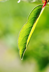 Similar image 976087