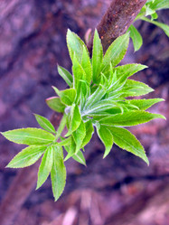 Similar image 976325