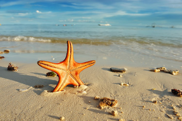 Similar image 977271