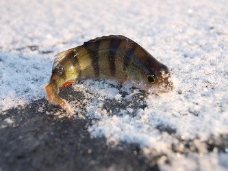 Similar image 977345