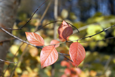 Similar image 977366