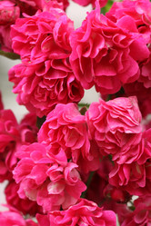 Similar image 977515