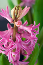 Similar image 977516