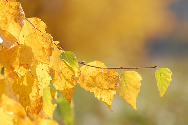 Similar image 978245