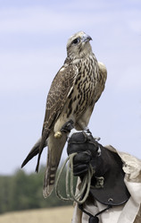 Similar image 979359