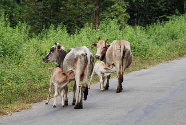 Similar image 980526