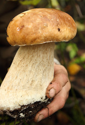 Similar image 980962