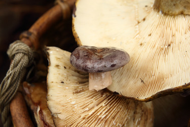 Similar image 980993