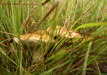 Similar image 981002