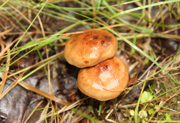 Similar image 981004