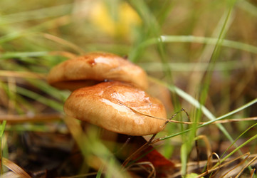 Similar image 981006