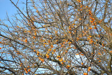 Similar image 981007