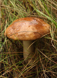 Similar image 981010