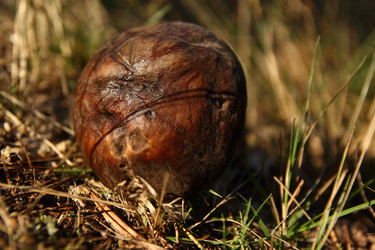 Similar image 981017