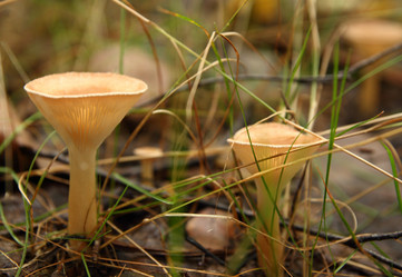 Similar image 981019