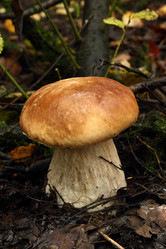 Similar image 981020