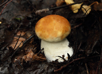 Similar image 981021