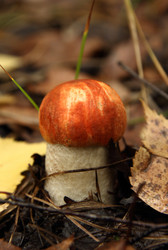 Similar image 981024