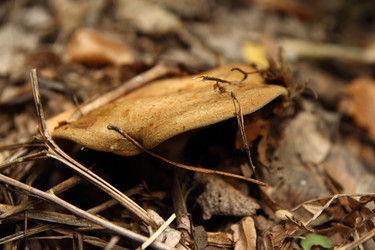 Similar image 981028